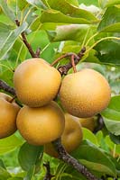 Asian Pear 'Niitaka' - Pyrus pyrifolia. Also known as Nashi Pear, Apple Pear. Credit must include: © Jo Whitworth