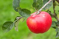 Apple 'Hollandbury' Malus domestica