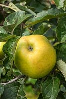 Apple 'Measday's Favourite' Malus domestica - Cooking apple. Credit must include: © Jo Whitworth