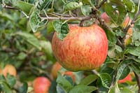 Apple 'Melon Apple' - Malus domestica
