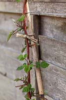Rubus phoenicolasius - Japanese Wineberry canes tied to a cane against a fence in spring