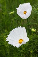 Cosmos bipinnatus 'Cupcakes White' - a new and unusual variety of this popular annual plant