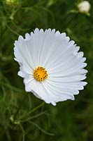 Cosmos bipinnatus 'Cupcakes White' - a new and unusual variety of this popular annual plant