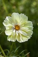 Cosmos bipinnatus 'Xanthos' - a new introduction, as the first yellow-flowered Cosmos bipinnatus.
