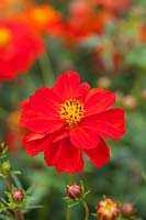 Cosmos sulphureus 'Brightness Red' - a compact half-hardy annual variety with semi-double red flowers