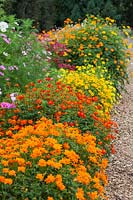 Compact varieties of Cosmos in the Plant Trials at RHS Gardens, Wisley, Surrey. 2016 was named the year of the Cosmos.