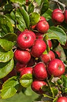 Malus domestica 'Brown's Apple' - cider apple fruit in autumn