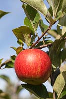 Malus domestica 'Lord Lambourne' - Apple