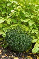 Buxus sempervirens - Clipped Topiary Box balls