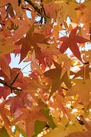 Liquidambar styraciflua 'Variegata' foliage in autumn
