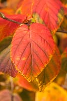 Corylopsis coreana - Korean Winter Hazel - colourful foliage in autumn