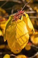 Hamamelis virginiana 'Mohonk Red' - Witch Hazel - colourful foliage in autumn with flowers
