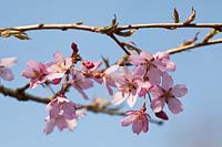 Prunus pendula 'Pendula Rosea' - Cherry blossom