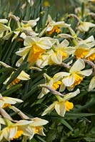 Narcissus 'Fortune's Glow', a Division 2 historical daffodil dating from pre-1930