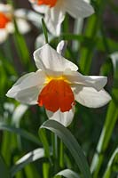 Narcissus 'Painted Lady' a historical daffodil dating from 1933