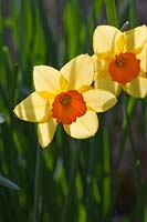 Narcissus 'Forest Fire' a historical daffodil dating from 1936