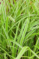 Carex morrowii 'Ice Dance' - Frosted Sedge