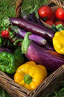 A basket of freshly harvested vegetables - summer squash, courgette, aubergines, romano peppers and bell peppers