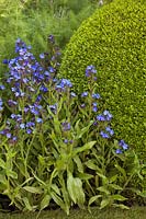 Anchusa azurea 'Loddon Royalist' and topiary clipped dome of Buxus sempervirens in The Telegraph Garden Designer