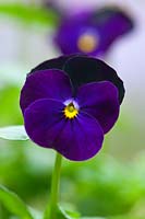 Viola sorbet XP 'Blackberry'