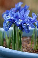 Iris histrioides 'Lady Beatrix Stanley' flowering in a blue container