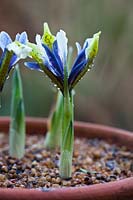 Iris reticulata 'Eyecatcher'