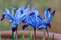 Iris histrioides 'Halkis' flowering in early spring