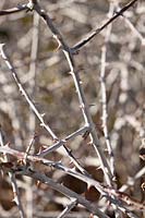 Rubus biflorus stems in winter