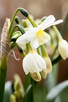 Narcissus 'Silver Chimes' ( Division 8 ) Dwarf, scented, late