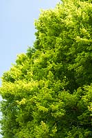 Spring foliage of Fagus sylvatica - Common Beech tree