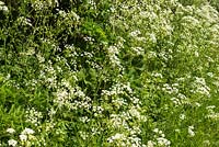 Anthriscus sylvestris - Cow Parsley flowering in a hedgerow during May. Hampshire, UK