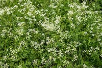 Anthriscus sylvestris - Cow Parsley flowering in spring. Hampshire, UK