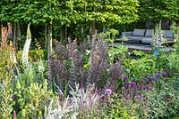 Planting including Leucodendron in Support, The Husqvarna Garden. Designer: Charlie Albone. RHS Chelsea Flower Show