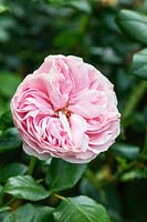 Rosa l'Alhambra 'Tan 97289' - Rose