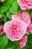 Rosa Gertrude Jekyll 'Ausbord' a strongly fragrant pink David Austin English Rose