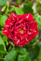 Rosa 'Lightning Strike' a new red floribunda rose