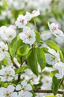 Pyrus 'St Germain' - pear blossom in spring