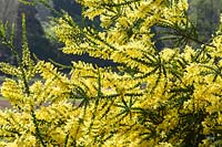 Acacia pravissima - Oven's Wattle flowering in spring. AGM, RHS Award of Garden Merit