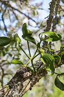 Viscum album - Mistletoe growing in a Malus tree