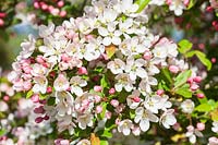 Malus 'Winter Gold' - Crab apple tree blossom in spring