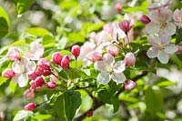 Malus 'Butterball' - Crab apple tree blossom in spring. AGM, RHS Award of Garden Merit