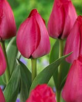 Tulipa Spryng Tide