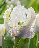 Tulipa White Lizard