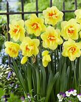 Narcissus Watford