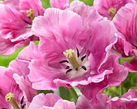 Tulipa Pink Victoria's Secret