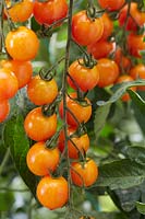 Solanum lycopersicum PF Mandarin 16-115-854