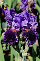 Iris germanica Midnight Toccata