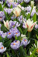 Crocus vernus Pickwick, Tulipa Johann Strauss
