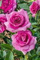 Rosa Violette Parfumee