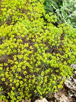 Euphorbia cyparissias Clarice How